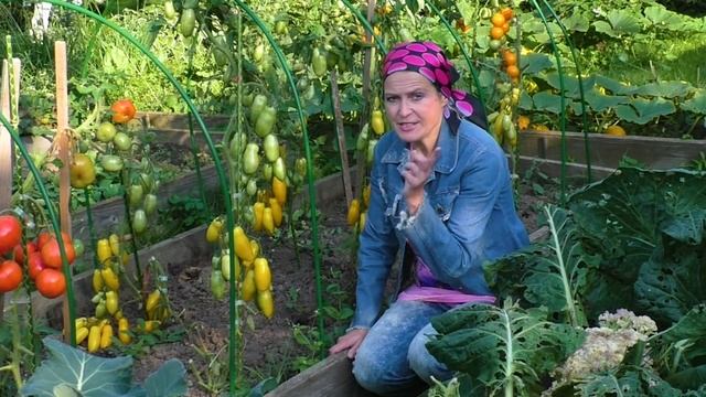 Не краснеют томаты. Самые экологические способы осеннего дозревания! смотреть онлайн