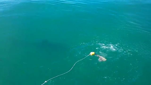 Кейптаун - Большая белая акула смотреть онлайн