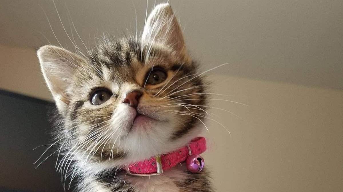 OVERWATCH СЛЫШАЛИ О ТАКОЙ ИГРЕ???