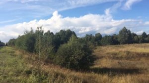 Полёт диких перепелок