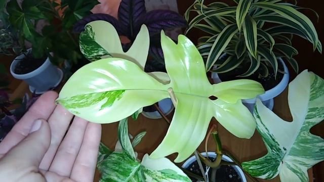 Комнатные цветы . Самые яркие ,самые пёстрые комнатные растения!!!! смотреть онлайн