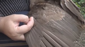 Обрезка крыльев индоуткам