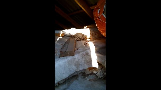 Полосатые мухи, кто они? смотреть онлайн