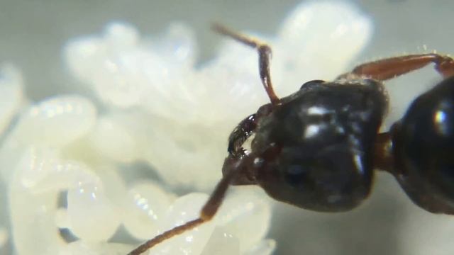 Liometopum occidentale with brood, 2018 Season смотреть онлайн