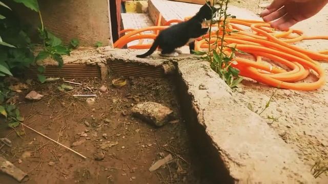Cute cat playing | funny cat смотреть онлайн