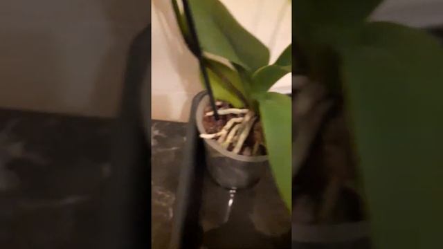 орхидея.полив