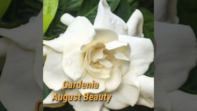 35 TYPES GARDENIA PLANTS WITH THEIR NAMES | PLANT IDENTIFICATION смотреть онлайн