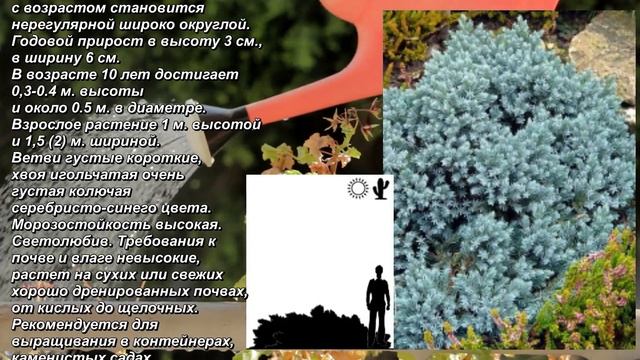 'Blue Star' - "Голубая Звезда". Juniperus squamata. Можжевельник чешуйчатый. Scaly juniper. смотреть онлайн