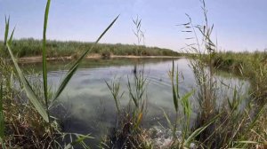 ОХОТА С РОГАТКОЙ В УЗБЕКИСТАНЕ/ РОГАТКА БИЛАН БАЛИК ОВИ/ ТРОФЕЙ 8КГ😱/БЕКОБОД