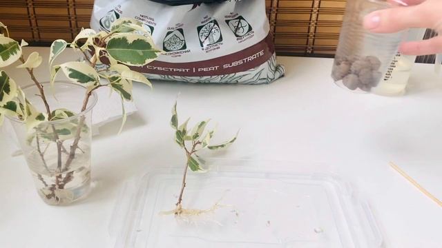 Посадка черенков фикуса Бенджамина/ Размножения фикуса черенками смотреть онлайн