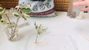 Посадка черенков фикуса Бенджамина/ Размножения фикуса черенками