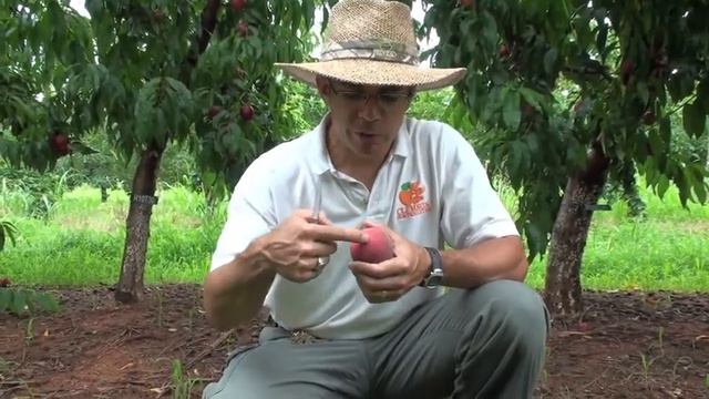 Peach Picks for South Carolina - #6 Snowbrite - Everything About Peaches смотреть онлайн