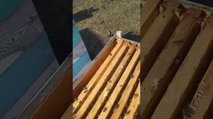 Рогатый 8 рамочный улей. Улей Паливоды. Улей для кочевки.