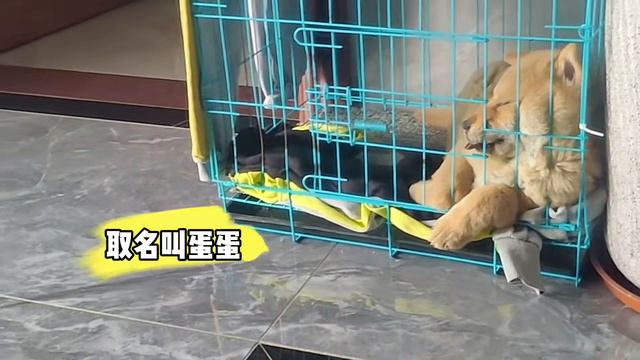 狗子：好幸福的狗生，大家抬我来跳广场舞 смотреть онлайн