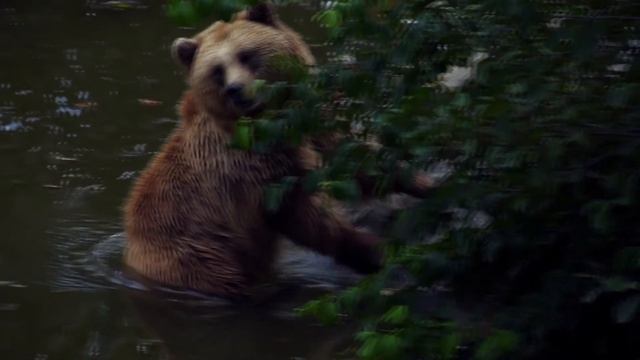 Прекрасная расслабляющая музыка • красивейшее видео чарующего леса  | Sunny Mornings