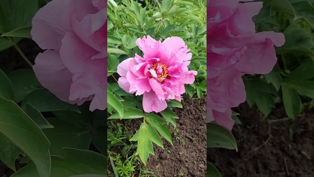 Древовидный пион - Розовый лотос - первое цветение смотреть онлайн
