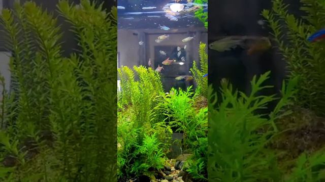 Aquarium Room Divider/ Fresh Water Community Fish Tank смотреть онлайн