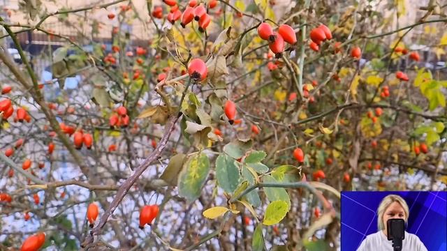 Соседи в деревне посмеивались над Таней, когда её бросил жених с тройней. Но когда все увидели... смотреть онлайн