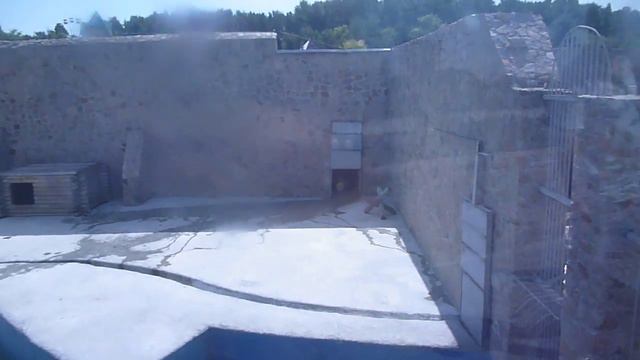 Медведь танцует Hakuna Matata смотреть онлайн