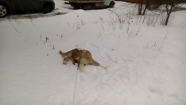 Гранд Испанский мастиф (продаётся) смотреть онлайн