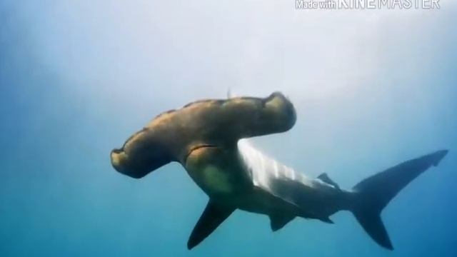 Рыба-Молот опасна для человека?Факты о Рыбе-Молот. смотреть онлайн