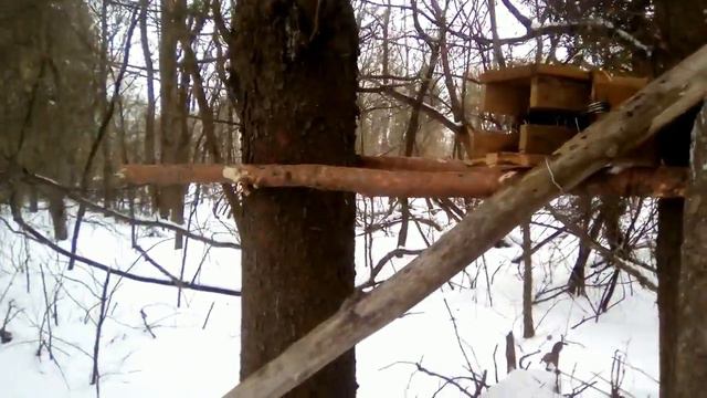 ОХОТА НА КУНИЦУ С КАПКАНАМИ КП-120. УСТАНОВКА В ЯЩИК. смотреть онлайн