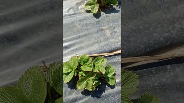 Первая подкормка в корень клубники, кальций+бор+микроэлементы. смотреть онлайн