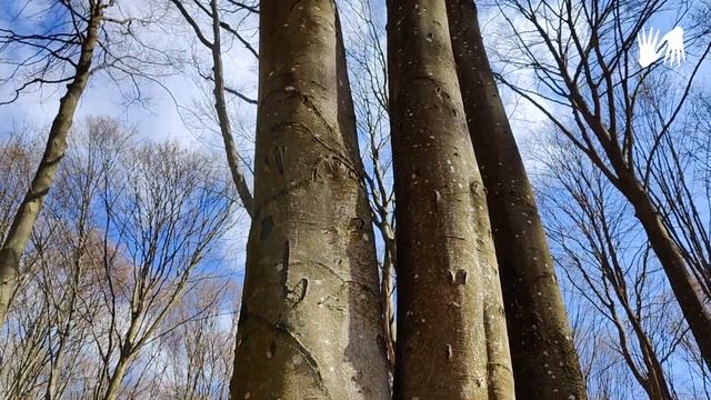 LONG NAILS ?Spring FOREST