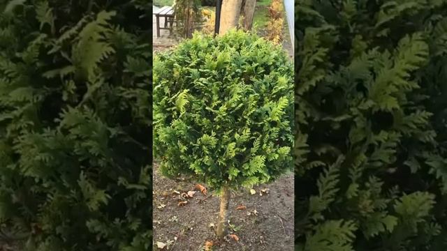 #Светлогорск #Svetlogorsk #Russia #walk #trees #🚲 #🌳 #🌲 #🇷🇺 #gotothegarden смотреть онлайн