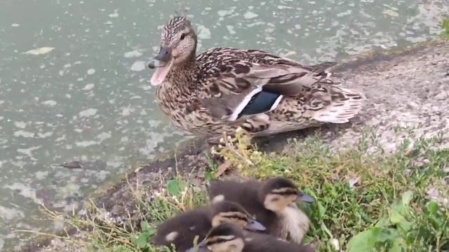 Утята и кряква смотреть онлайн