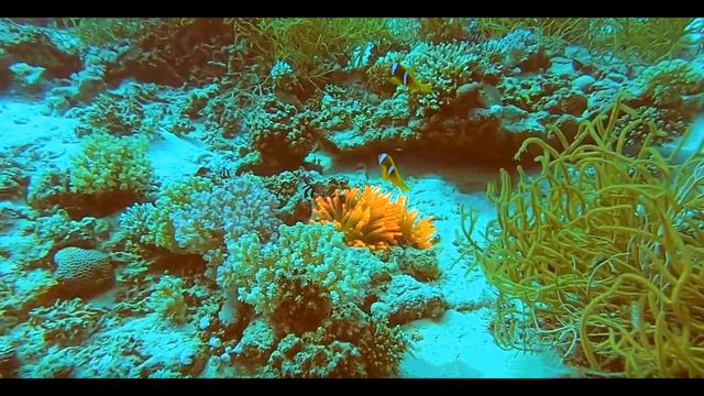 Marsa Alam. Egypt. Coral reefs part 2. Коралловые рифы часть 2. смотреть онлайн