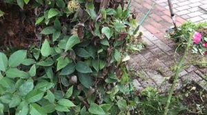 Розы. Обрезка розы Leonardo da Vinci.???