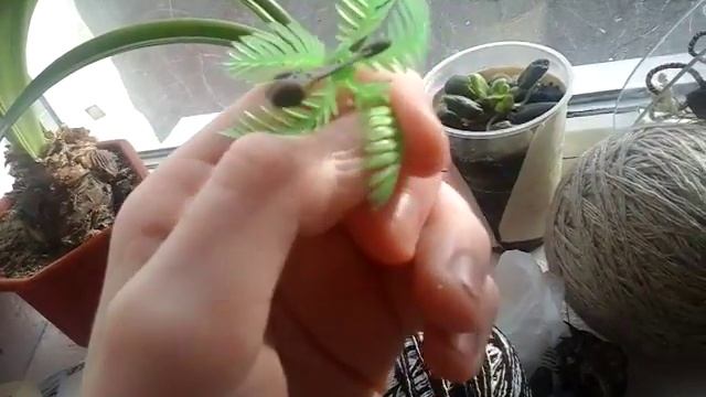 Лайфхак про ростение!ДЕКОР:" смотреть онлайн