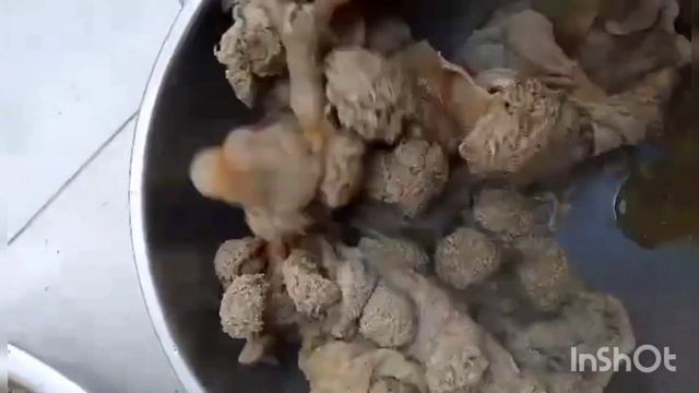 แฟนคลับส่งอะไรมาให้อีกน๊า มาดูกันครับบ่าวกบพาม่วนชวนเก็บเห็ด смотреть онлайн