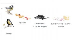 Как зимой помочь птицам