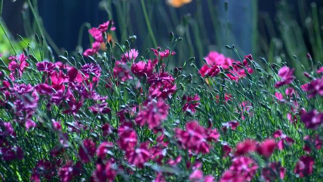 Русская природа смотреть онлайн