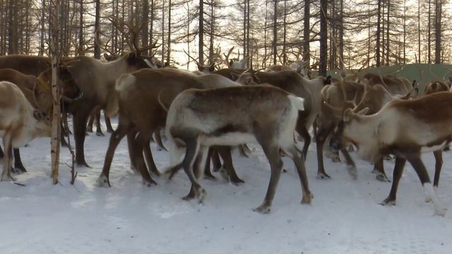 БРУЦЕЛЛЁЗ ненецкий язык смотреть онлайн