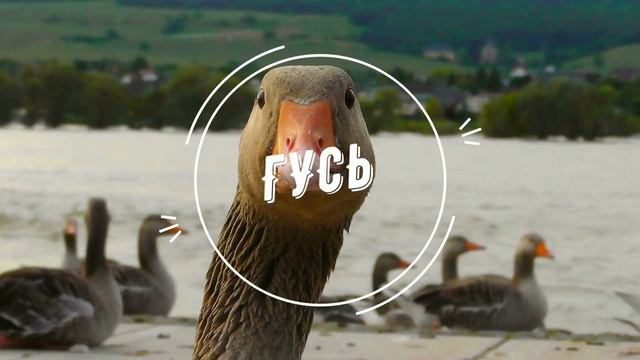 #5 | ЗАГАДКИ ДЛЯ ДЕТЕЙ | РАЗВИВАЕМСЯ ВМЕСТЕ С ZAGADKA | смотреть онлайн