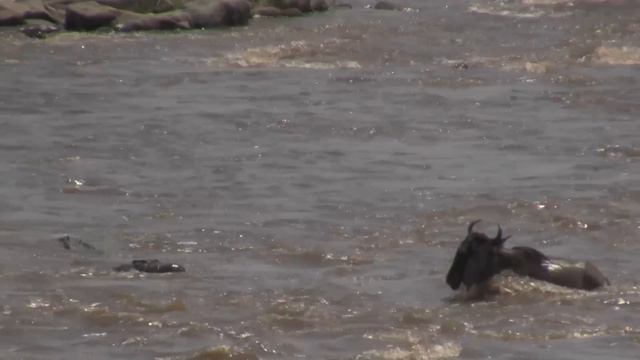 Huge Crocodile Eats Wildebeest In Serengeti