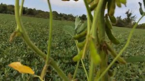 Соя после 40 градусной жары сорт Хана канадской селекции по No-till