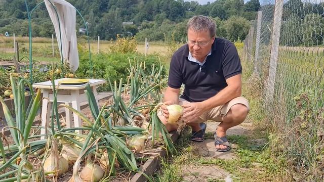 Лук Эксибишен Секрет выращивания смотреть онлайн