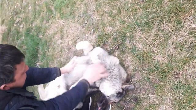 овчарка восточноевропейская!