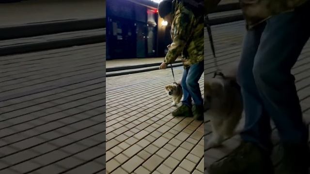 Характер Акита-Ину ??✌️#yurlensaga #щенок #дрессировкащенка #рождество #akitainu #вечер смотреть онлайн