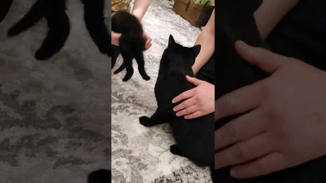 Чёрный прямоухий кот встретил своего черного вислоухого младшего брата))))???? смотреть онлайн