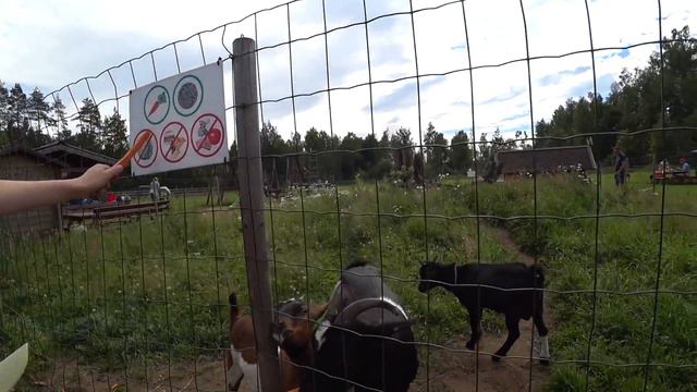 Встречаем закат на Балтийском море. Кормим зверей. смотреть онлайн