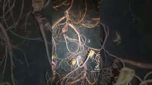 Женьшень корни продажа. 89841464999 смотреть онлайн