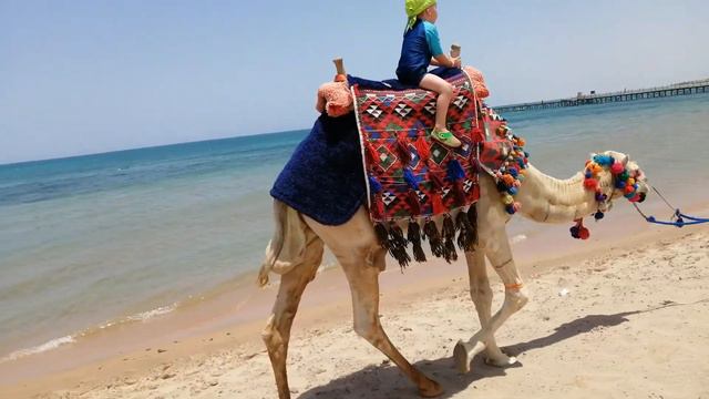 Na velbloudovi :) (Egypt, Hotel Caribbean World, Hurghada, Soma Bay) смотреть онлайн