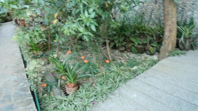 TAMARAW BEACH RESORT IN PUERTO GALERA PLANT TOUR! PLANTITA DIN SILA!!😱🥰 смотреть онлайн