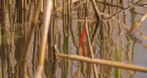 ЗАЛЕЗ В КАМЫШЫ,ТОННЫ РЫБЫ ПОД НОГАМИ! БЕШЕНЫЙ КЛЁВ, ПОКЛЁВКА ЗА ПОКЛЁВКОЙ! Рыбалка весной на карася