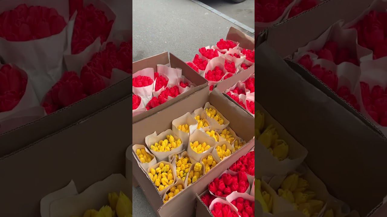 Наши тюльпанчики